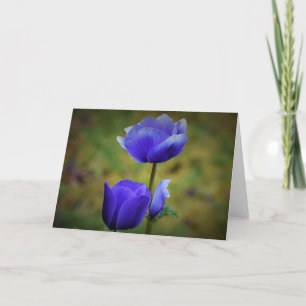 Anemone, cartão