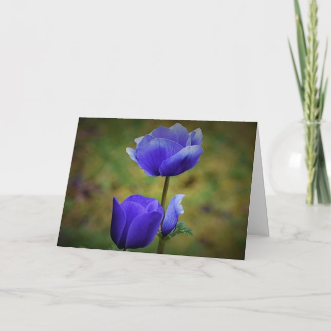 Anemone, cartão (Frente)