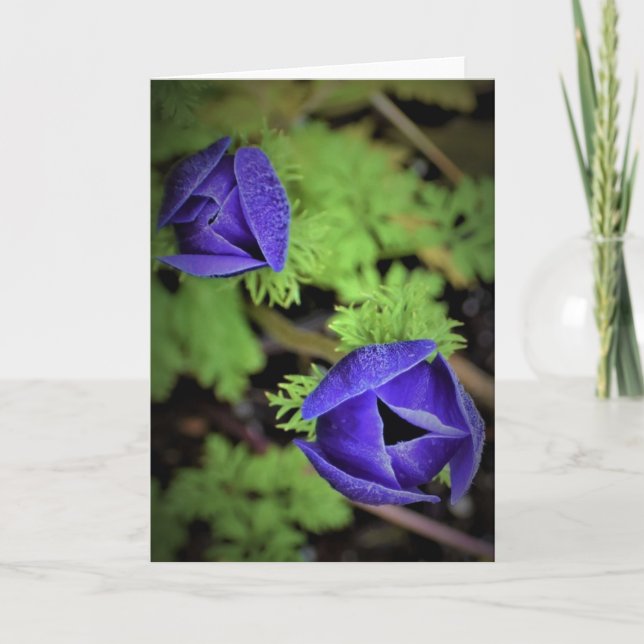 Anemone, cartão (Frente)
