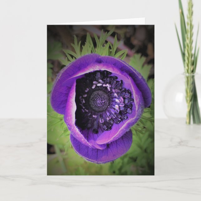 Anemone, cartão (Frente)