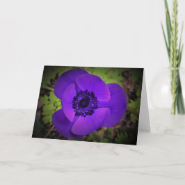 Anemone, cartão