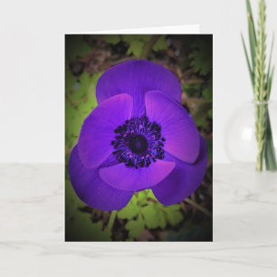 Anemone, cartão