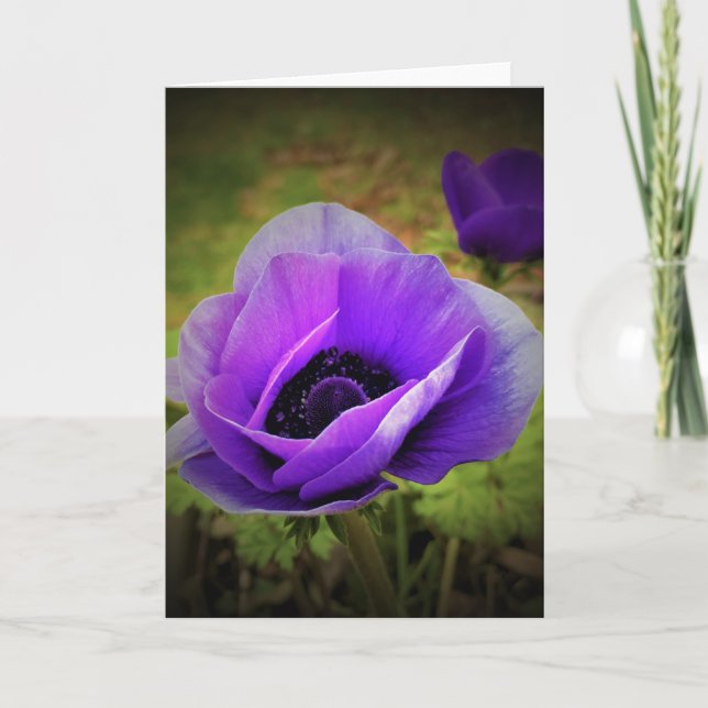 Anemone, cartão (Frente)