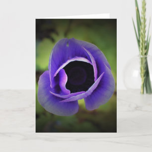 Anemone, cartão