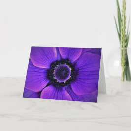 Anemone, cartão