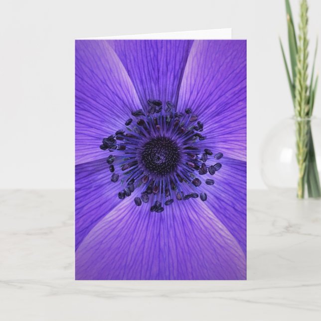 Anemone, cartão (Frente)