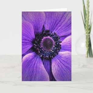 Anemone, cartão