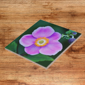 Anemone Floral, Rosa, Japonês