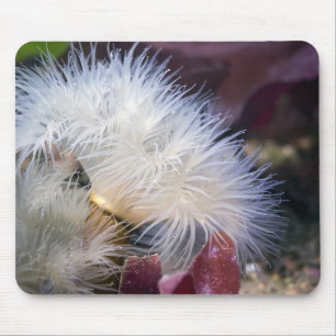 Anemone Plumose - Mousepad