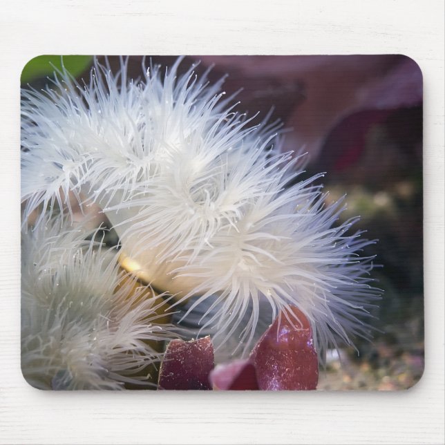 Anemone Plumose - Mousepad (Frente)