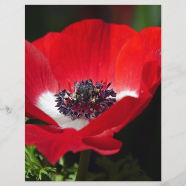 Anemone Vermelho.JPG (Frente)