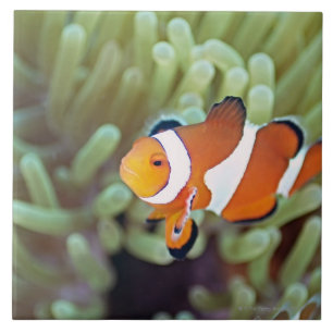 Anemonefish 4 do palhaço