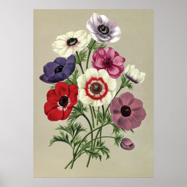 Anemones poster (Frente)