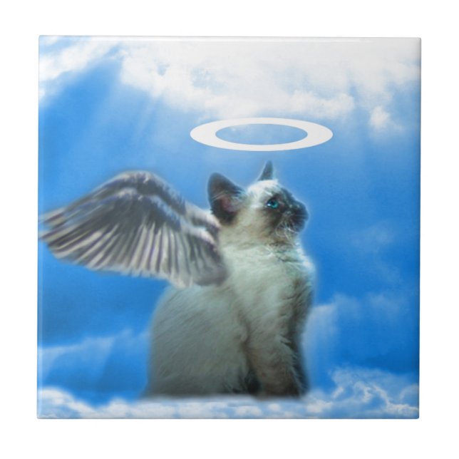 Angel Kitten Cat (Frente)