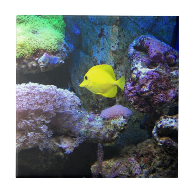 Angelfish amarelo (Frente)