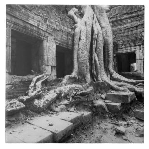 Ângkor Camboja, Ta Prohm Árvore