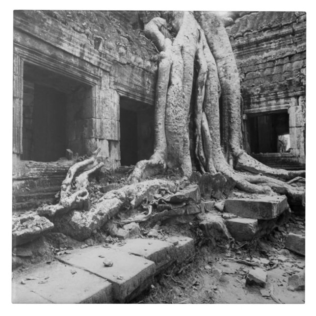 Ângkor Camboja, Ta Prohm Árvore (Frente)
