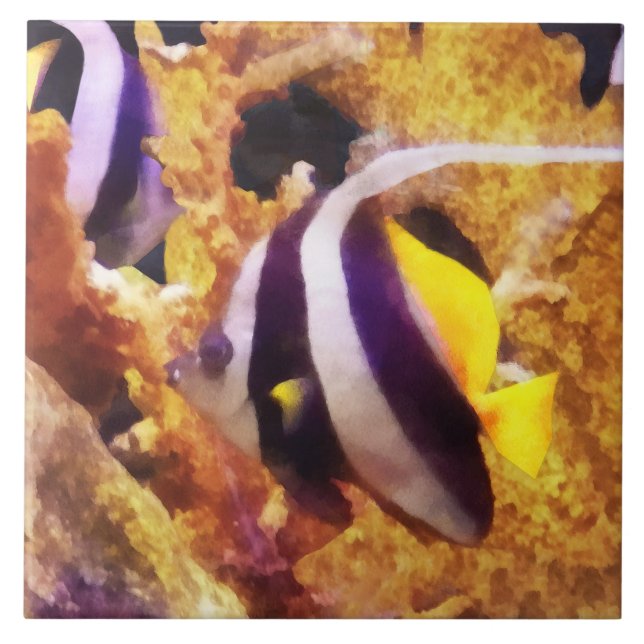 Anglo-do-atlântico preto-e-branco (Frente)