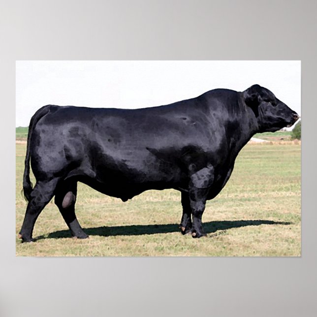 Angus Bull Portrait Poster Print (Frente)