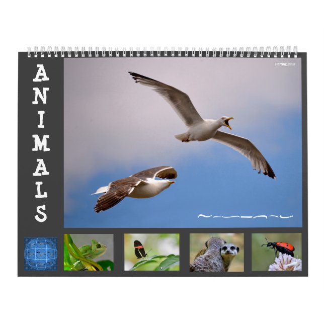 Animais com calendário de 12 meses (Capa)