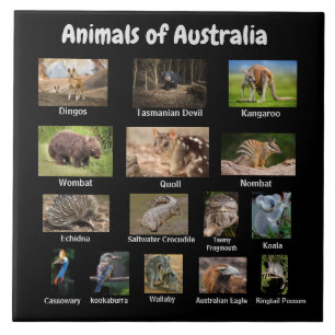 Animais da Austrália
