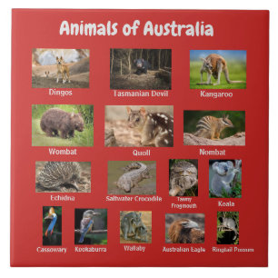 Animais da Austrália