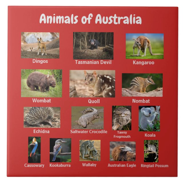 Animais da Austrália (Frente)