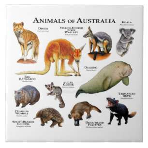 Animais da Austrália