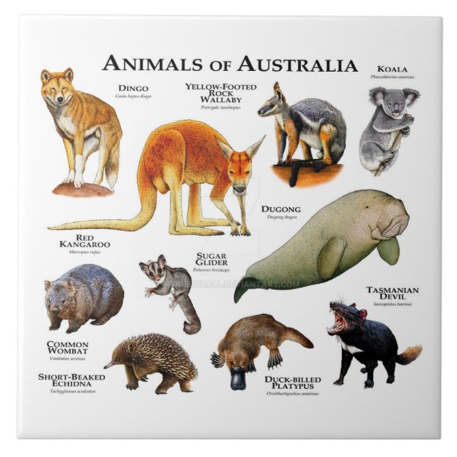 Animais da Austrália (Frente)