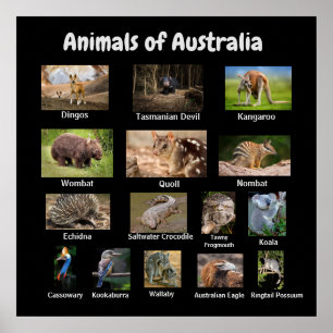 Animais da Poster da Austrália