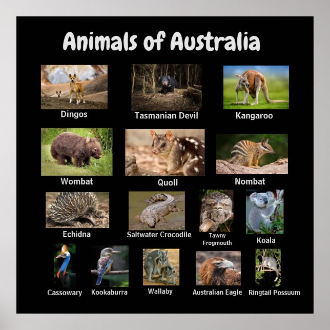 Animais da Poster da Austrália (Frente)