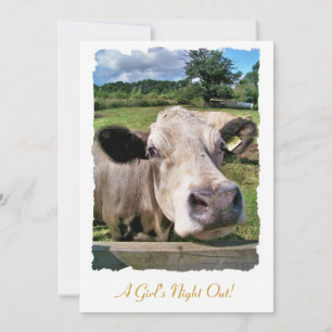 ANIMAIS DE EXPLORAÇÃO, VACAS CUTAS
