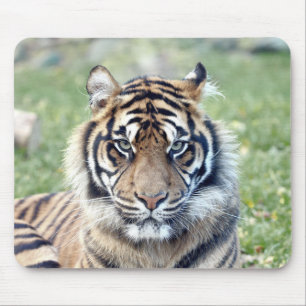 animais de tigre fotográfico.  mouse pad