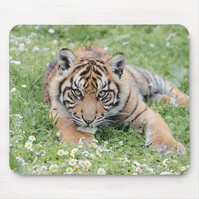 animais do tigre fotográfico. mouse pad (Frente)