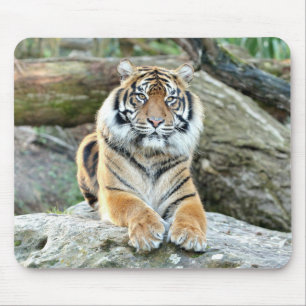 animais do tigre fotográfico. mouse pad