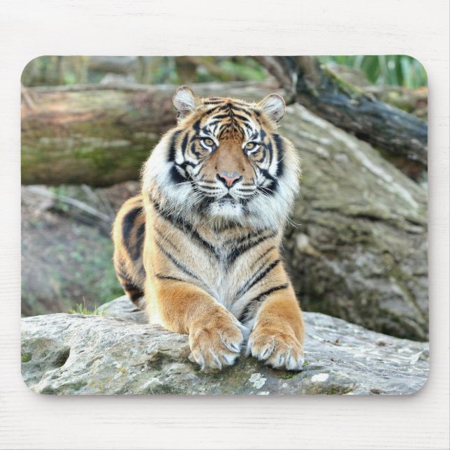 animais do tigre fotográfico. mouse pad (Frente)