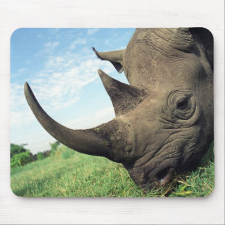 Animais Mousepad 104