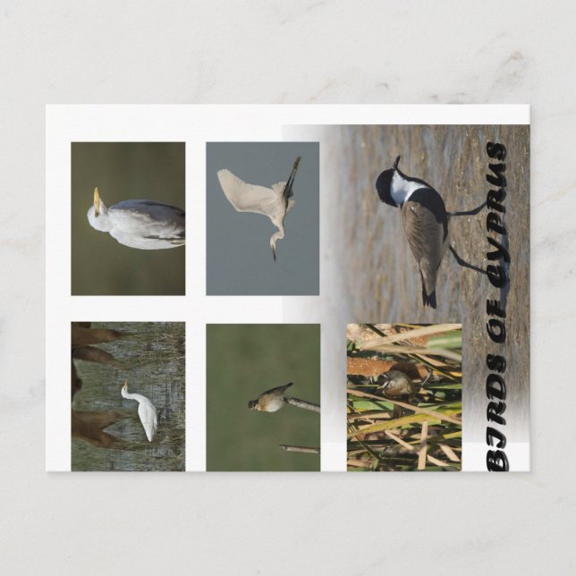Animais naturais de Chipre aves cartão postal (Frente)