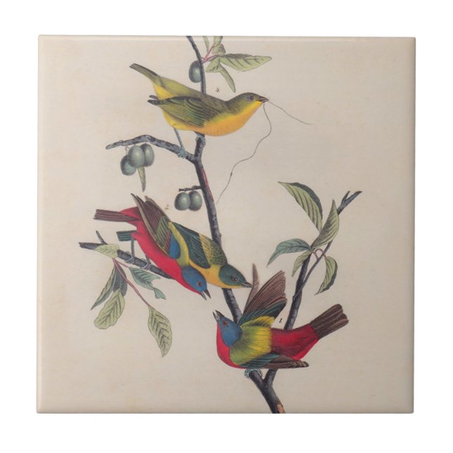 Animais Selvagens de Aves Pintadas com Audubon (Frente)