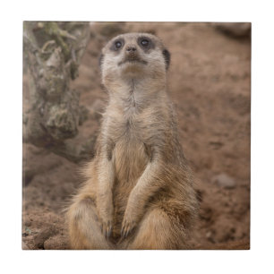 Animais selvagens do Meerkat africano