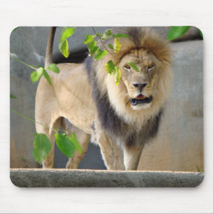 Animais selvagens Mousepad do leão
