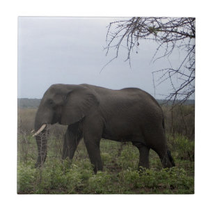 Animais selvagens PhotoTile do elefante africano