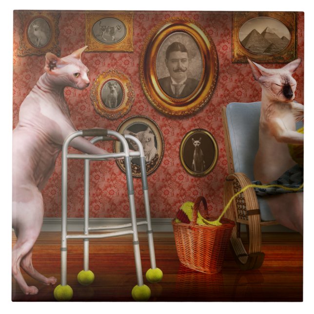 Animal - Cat - Retirement home for cats (Frente)