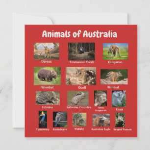Animal da Austrália