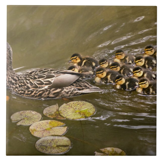 Animal - Ducks - Swim like a duck (Frente)