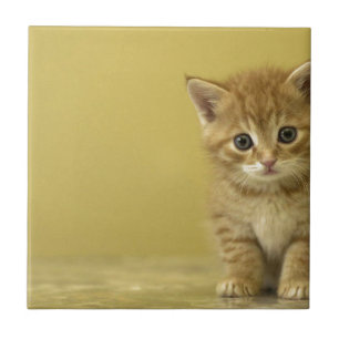 Animal - gatinho curioso do bebê