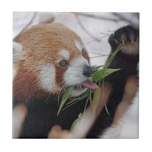 animal impresso panda vermelho fofo (Frente)