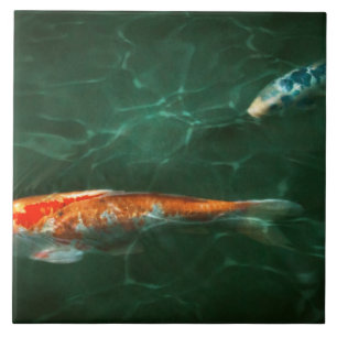 Animal - Peixe - Koi - Outra história de peixe