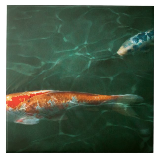 Animal - Peixe - Koi - Outra história de peixe (Frente)