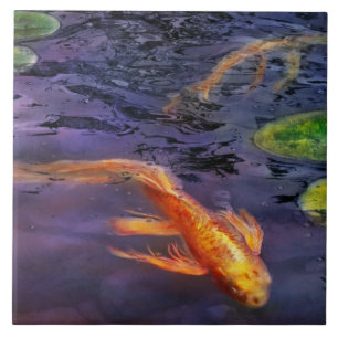 Animal - Peixe - Tem algo sobre carpas